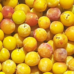 Mirabelles d'Alsace