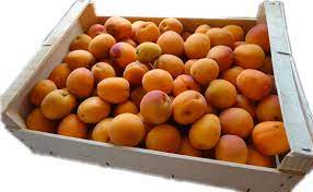 Abricots à Confiture